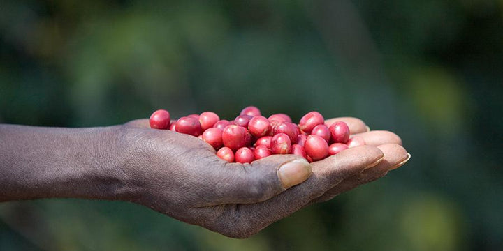 hand holding coffee cherries