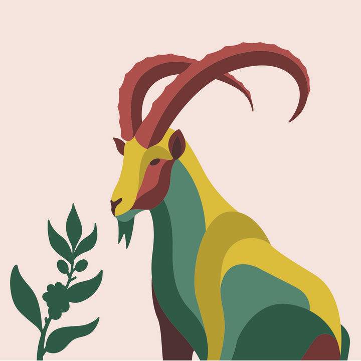 digital image of ibex ram from ethiopia