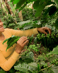 Nicaragua - Organic Green Coffee Beans