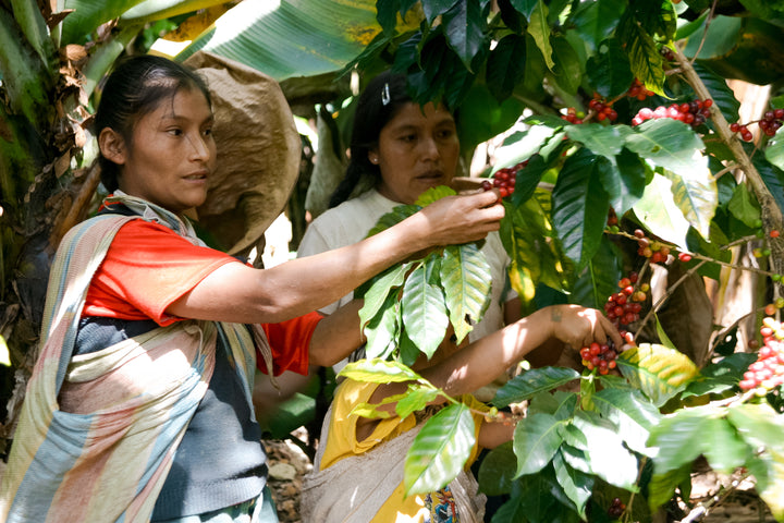 coffee farmers picking cherries from shade grown coffee farm