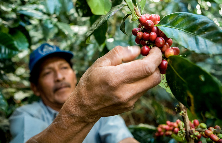 Preserving Ecosystems with Organic, Shade Grown Coffee