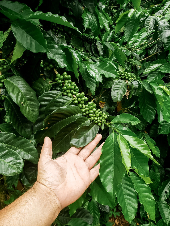 An Update From Coffee Farmer Alexa Marin in Nicaragua | March 2023