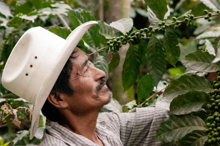 Coffee Farmer Guatemala