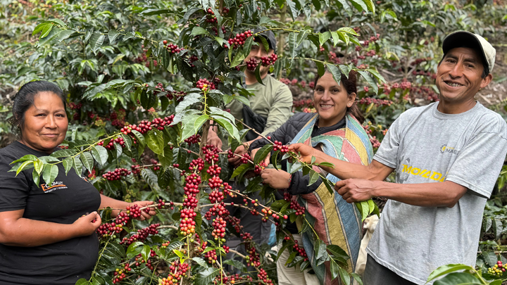 The Farmers Behind the Flavor | COCLA Perú