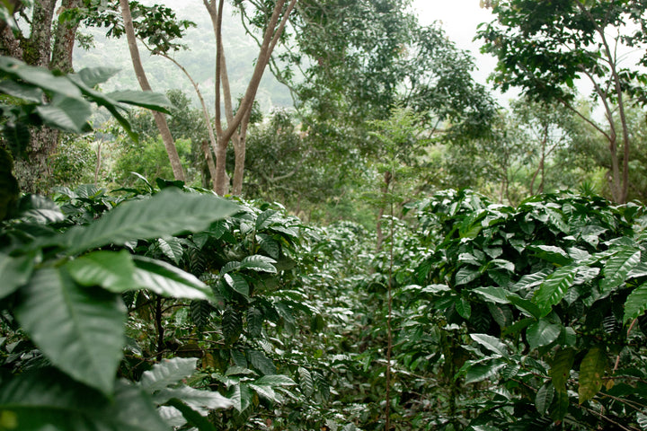 organic and shade grown coffee field in Guatemala