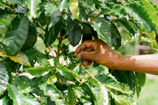 farmer's hands reaching into a coffee tree to examine the coffee cherry