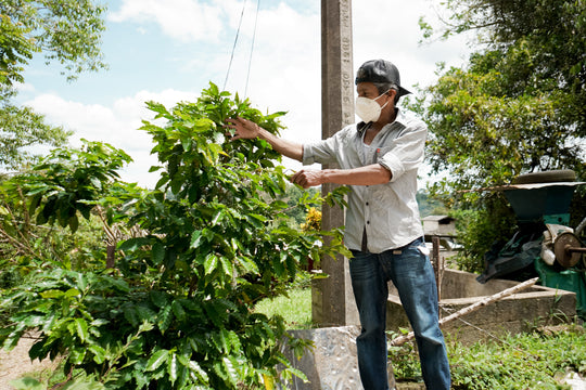 'Making Coffee Sustainable' - Food Tank