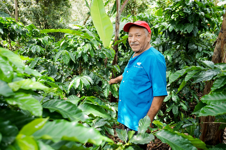 Mexico organic coffee farmer in shade grown coffee field