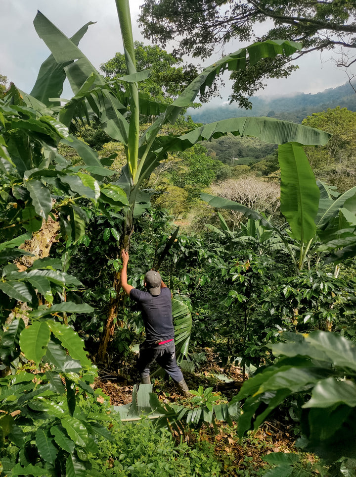 organic and shade grown coffee field in Nicaragua