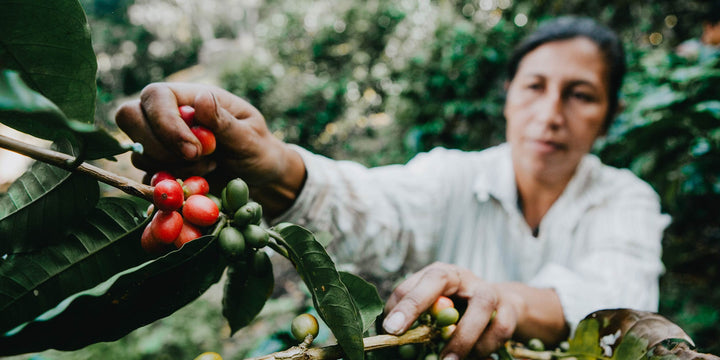 Woman coffee farmer in Nicaragua picking ripe coffee cherries 