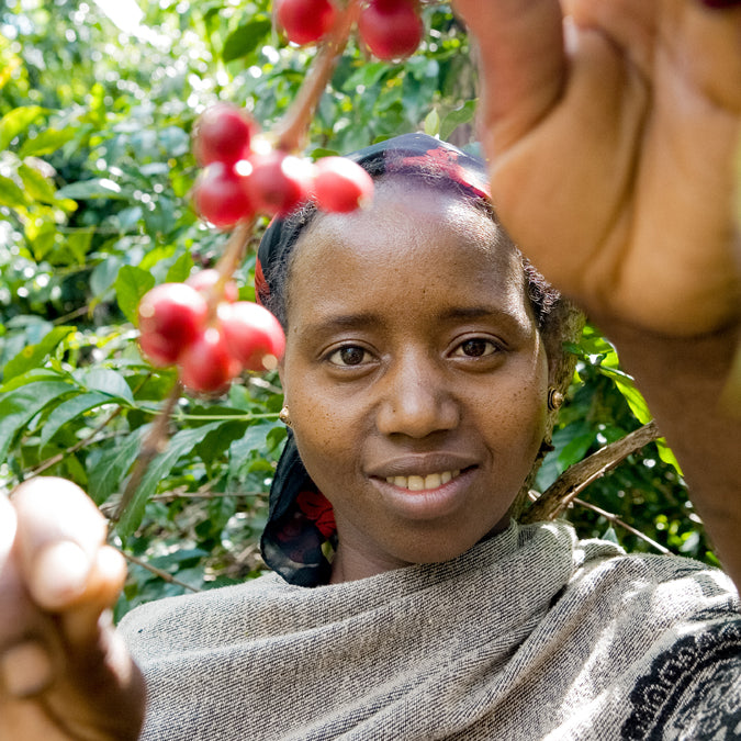 ETHIOPIA-YIRGACHEFFE-organic-coffee-farmer-direct-trade