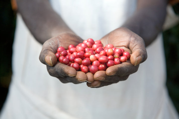ripe coffee cherries in coffee farmer hands