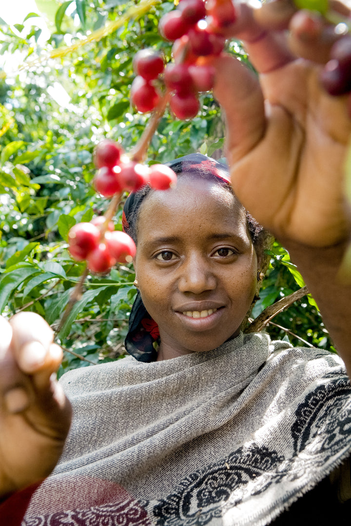 woman coffee farmer picking cherries in Ethiopia 