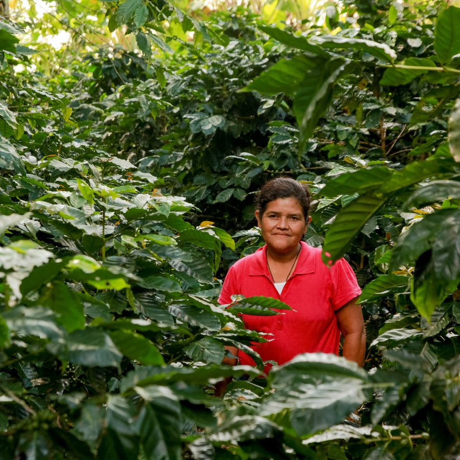 FRENCH-ROAST-organic-coffee-farmer-direct-trade