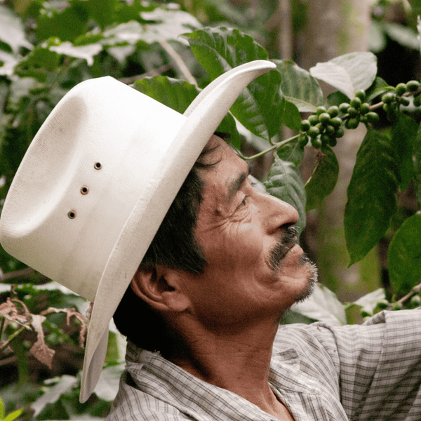 Pachamama Coffee