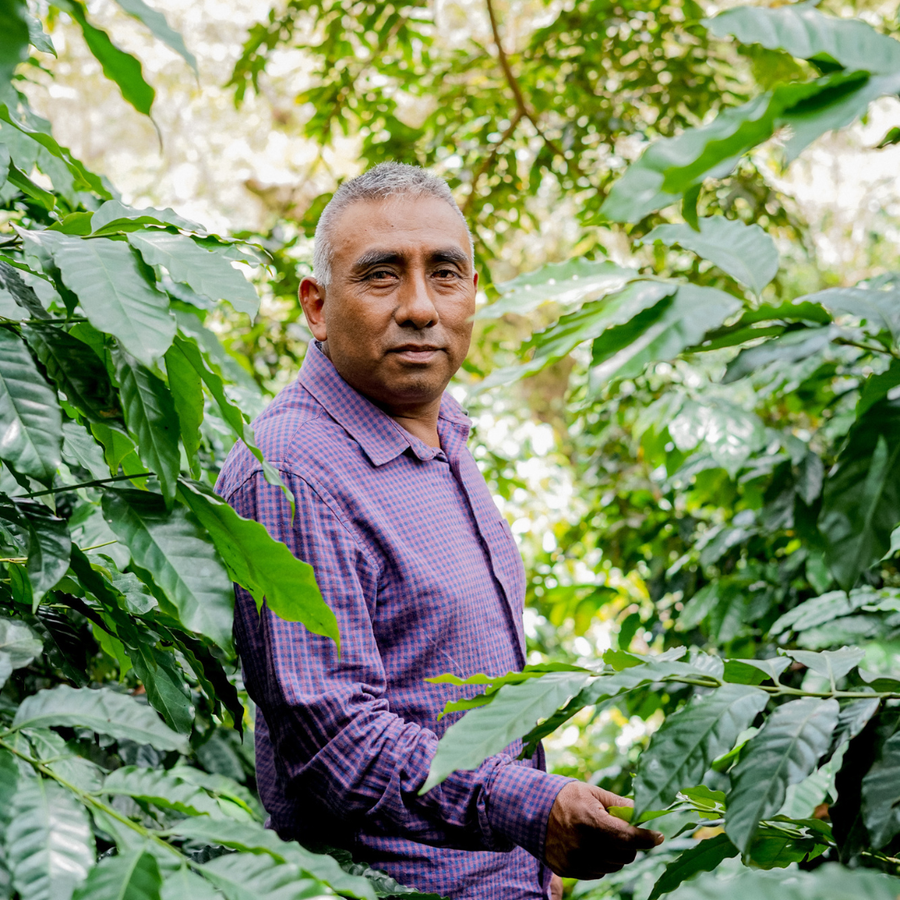 Half-Caff Coffee Beans | Single-Origin Mexico | Pachamama