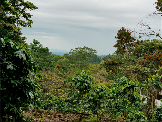 shade grown coffee field in Mexico