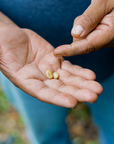 México - Organic Green Coffee Beans