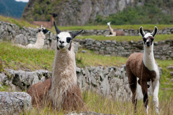 llamas in front of ruins in machu picchu peru