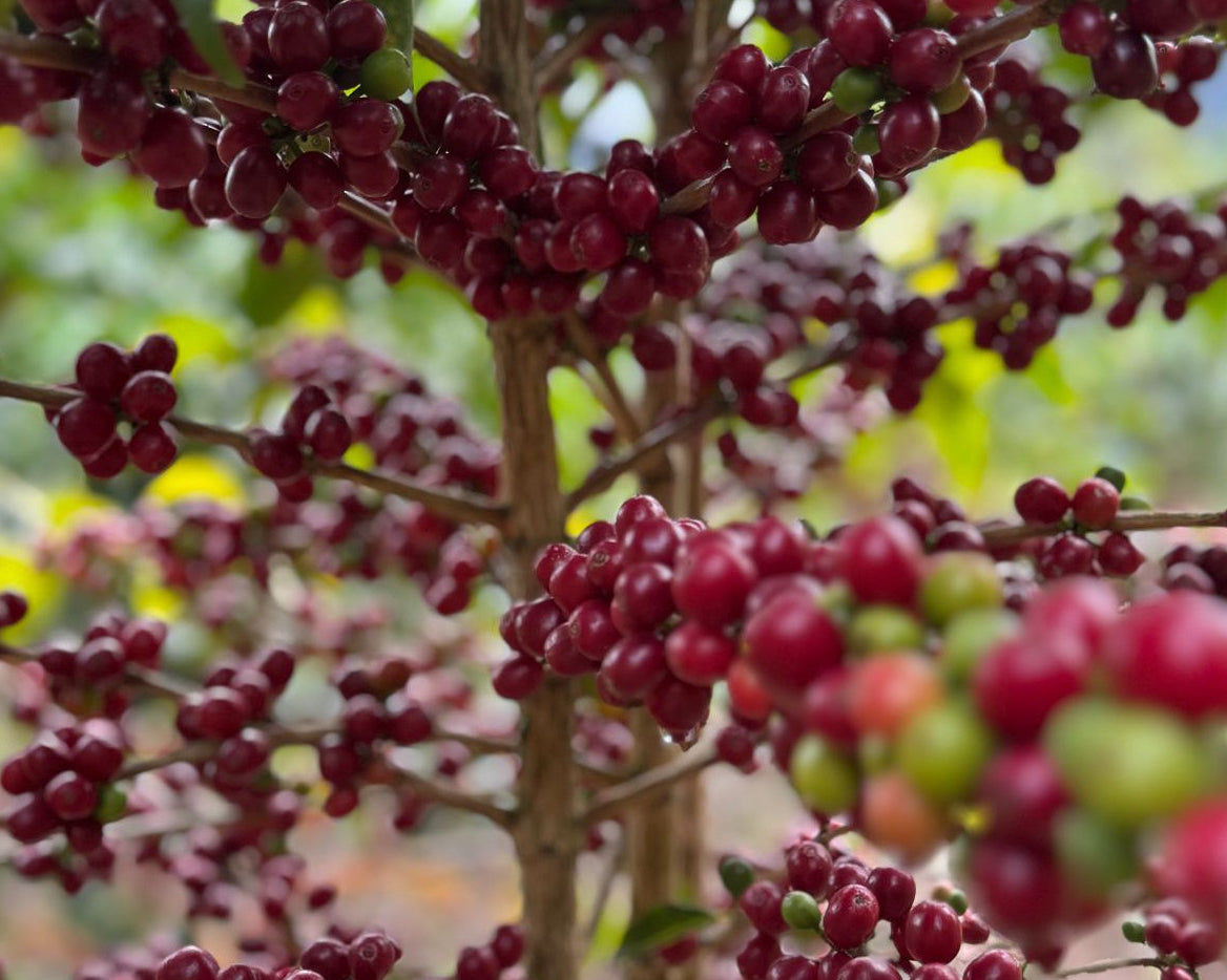 Pachamama Coffee