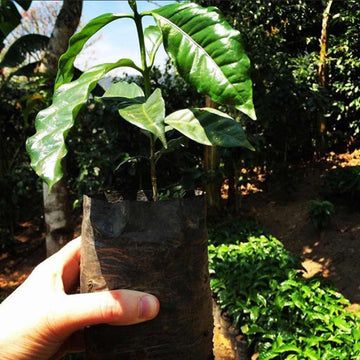 Plant a Tree in Nicaragua